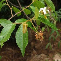 Grewia carpinifolia Juss.